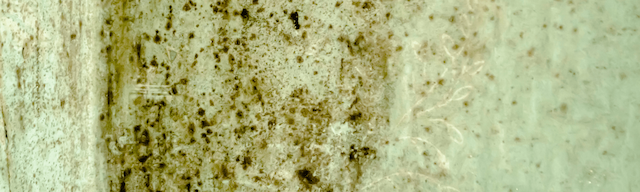 Close-up of a textured wall showing mold growth